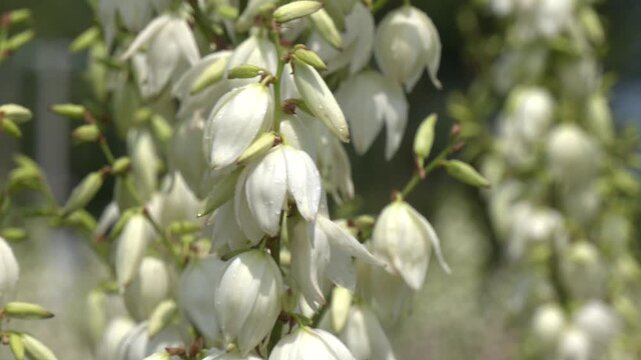 Many delicate white flowers of Yucca filamentosa plant, commonly known as  Adams needle and thread.Inflorescences of Yucca filamentosa in the form of  a panicle with white flowers in the botanic garden