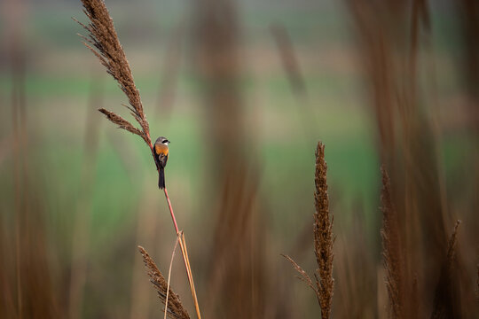 A striking Long-tailed Shrike (Lanius schach) is captured in a detailed close-up, perched high on a dry, weathered plant stalk in an open field.