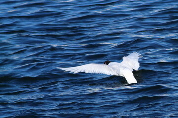 Fototapeta premium Vuelo de la gaviota.
