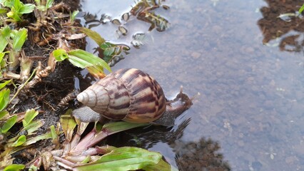 A snail walks on wet ground. Also known as bekicot, giant African land snail. © Lia Khairun