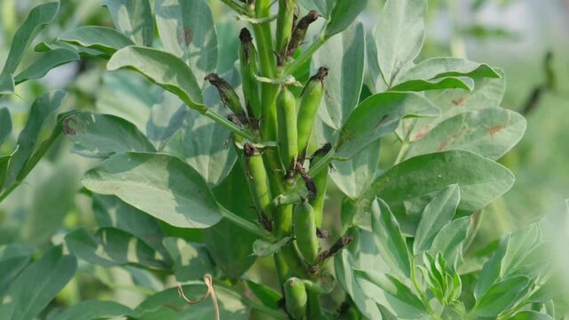 fresh green broad beans or fava beans growing on a plant in an agricultural field