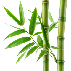 Naklejka premium Green Bamboo Stems and Leaves with Transparent Background