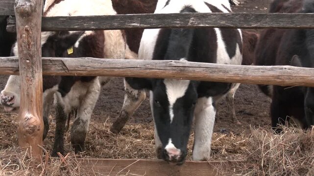 Dairy cows in a farm. cows in a farm stall. milch cows during milking at barn. Black and white cows eating hay in the farm stable. 

