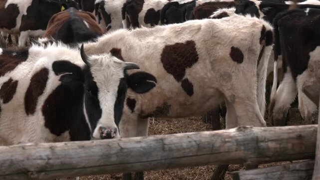 Dairy cows in a farm. cows in a farm stall. milch cows during milking at barn. Black and white cows eating hay in the farm stable. 
