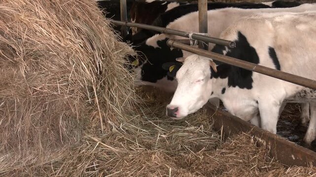 Dairy cows in a farm. cows in a farm stall. milch cows during milking at barn. Black and white cows eating hay in the farm stable. 

