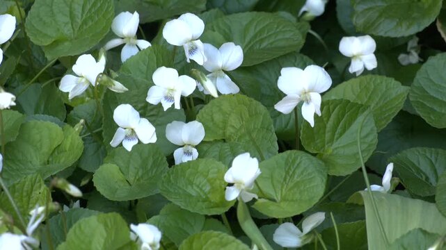 A close-up shows several pure white sweet violet flowers with de. White wildflowers in bloom with green foliage in the background.  Viola alba. White garden violet
