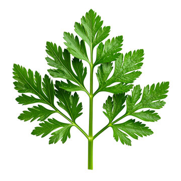 Fresh Green Parsley Isolated on Transparent Background