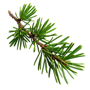 Fir Branch on Transparent Background