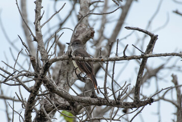 Brown Crested Flycatcher