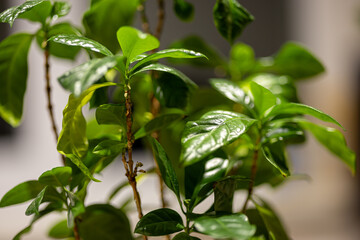 Healthy Green Houseplant Leaves with Shiny Texture in Modern Home Interior