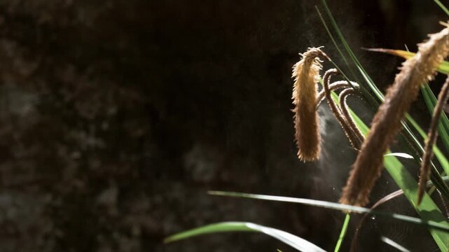 Close-up of dried cattail reeds and green grass blades against a dark, textured background
