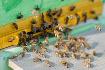 Flugloch von Honigbienen