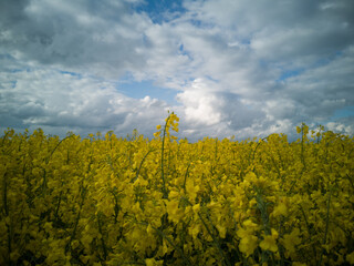 Rapsfeld vor dem Gewitter