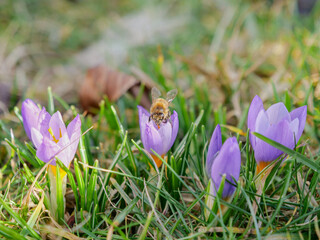 Biene frontal auf Krokus Bl&uuml;te 