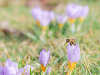 Honigbiene sitzt auf Krokus Bl&uuml;te