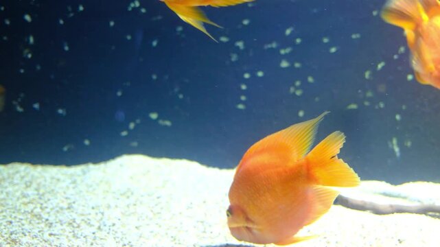 Two vibrant orange blood parrot cichlid fish gently swim in a pristine freshwater aquarium environment, seen from below.