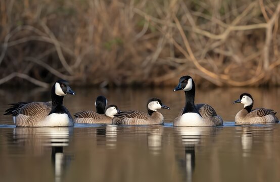 Canada geese and bufflehead ducks swim together on calm water. Wild birds float near dry reeds in natural habitat. Wildlife in peaceful coexistence.