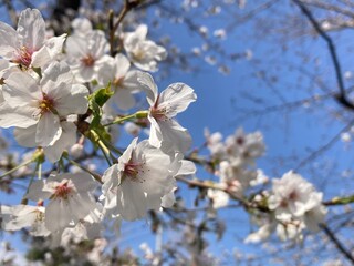 Obraz premium 青空と桜 Petals in the wind
