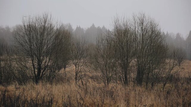 Leafless trees at the edge of a spring forest. The snow has just come off