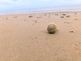 coral fossils carried by the waves on the beach  3 © Rudi