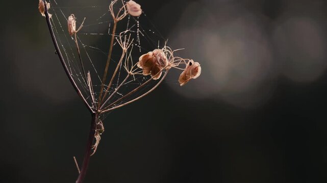 Delicate spider web glistening with dew drops on a dried plant stem
