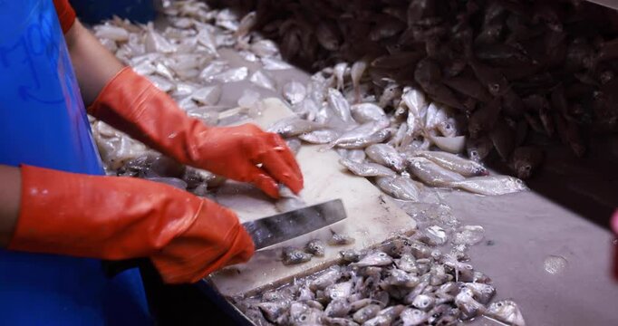 Food manufacturing industry. Worker working in canned food factory. Food industry. Canned fish factory. Worker's hand holding sardine to cutting head. Worker in food processing production line. 