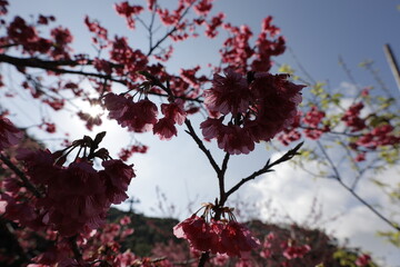 Cherry blossoms (Hikan Sakura) in backlight with sun flare in Okinawa, Japan