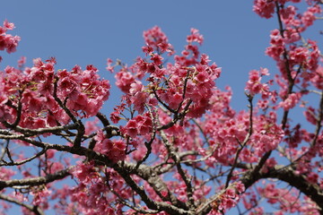 Cherry blossoms (Hikan Sakura) in full bloom under clear blue sky in Okinawa, Japan