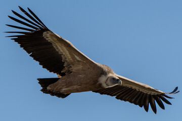Fototapeta premium Close-up griffon vulture in flight at Monfragüe National Park