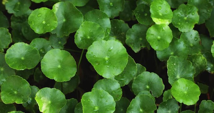 Close-up video of fresh Centella asiatica leaves, herbal medicine and wellness concept.