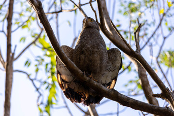 Crested serpent eagle wing display from below, perched on branch, Ishigaki Okinawa Japan