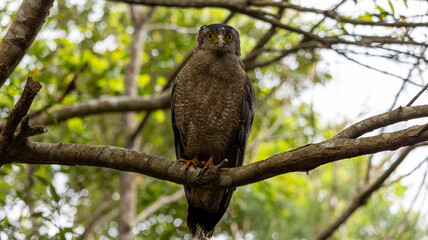 Crested serpent eagle front view perched on branch, Ishigaki Okinawa Japan