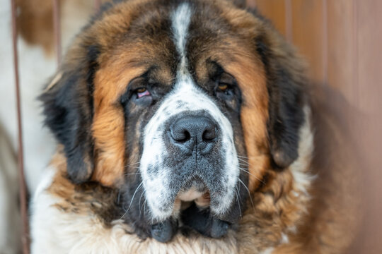 Close up portrait of Saint Bernard dog in kennel. Large brown and white purebred dog with thick fur and droopy eyes.