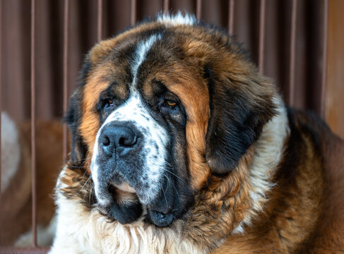 Close up portrait of Saint Bernard dog in kennel. Large brown and white purebred dog with thick fur and droopy eyes.