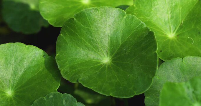 Close-up video of fresh Centella asiatica leaves, herbal medicine and wellness concept.