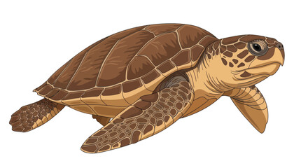 Naklejka premium vector of a turtle isolated on white