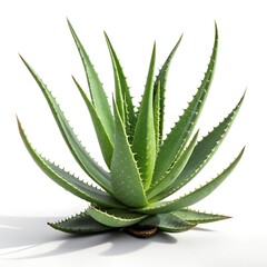 Succulent aloe vera with thick spiked leaves for natural skincare concepts