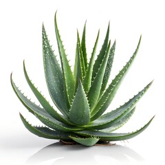 Fresh green aloe vera plant isolated on a white background