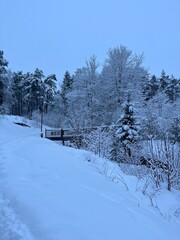 Obraz premium Snowy forest path in winter