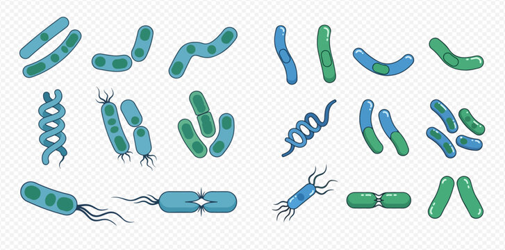 Illustrated collection of various bacteria, germs, and microbes in different shapes and arrangements on a transparent background.