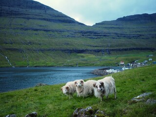Obraz premium Green nordic landscapes of the Faroe Islands. Cute white sheeps grazing in the green meadow among fjords with waterfalls in the Arnafjordur village, Bordoy island.
