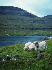 Obraz premium Green nordic landscapes of the Faroe Islands. Cute white sheeps grazing in the green meadow among fjords with waterfalls in the Arnafjordur village, Bordoy island.