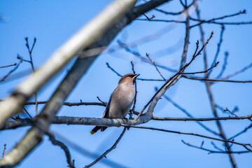 Bombycilla garrulus bird