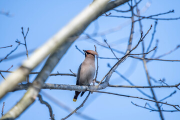 Bombycilla garrulus bird
