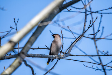 Bombycilla garrulus bird