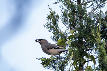 Bombycilla garrulus bird