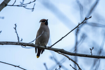 Bombycilla garrulus bird