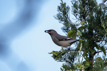 Bombycilla garrulus bird