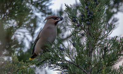 Bombycilla garrulus bird