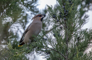Bombycilla garrulus bird